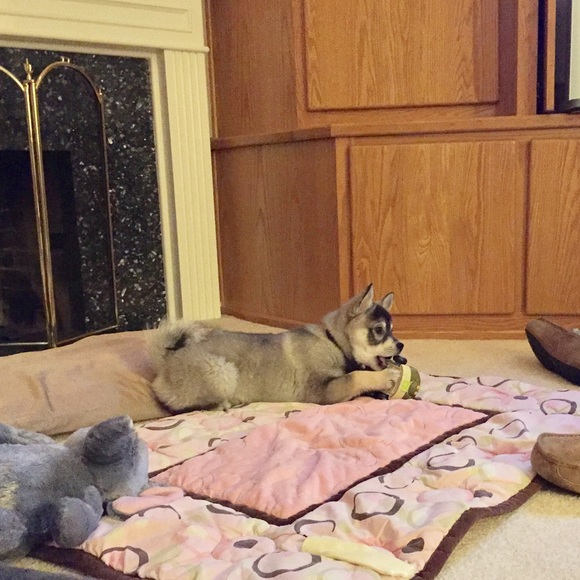 💗PET FRIENDLY CLOSET💗 - Picture 4 of 4